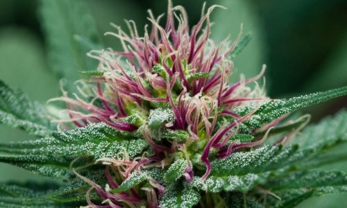 Cannabis-Flower-seed.jpg